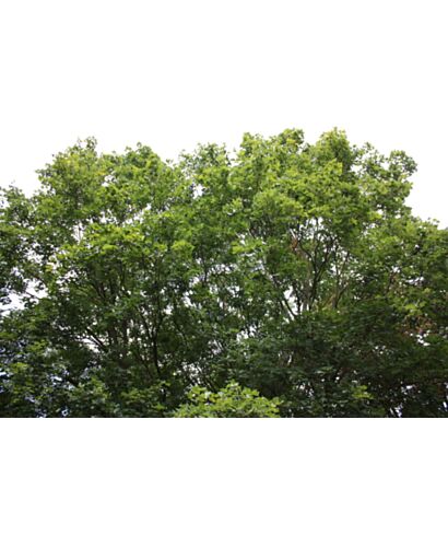 Klon skórzastolistny (łac. Acer x coriaceum)
