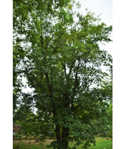 Klon włoski podgat. tępolistny  (łac. Acer opalus Mill. ssp.)