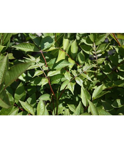 Korkowiec japoński (łac. Phellodendron japonicum)