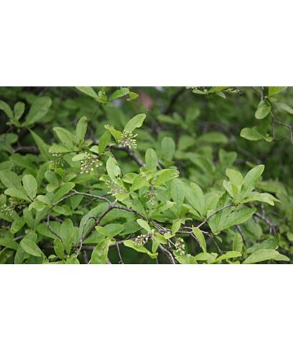 Ligustr (Ligustrum leucanthum) (łac. Ligustrum leucanthum)
