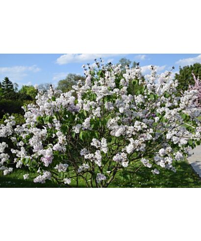 Lilak hiacyntowy 'Maiden's Blush' (łac. Syringa xhyacinthiflora)