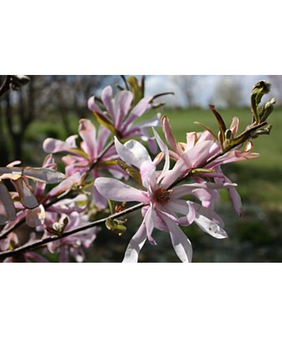 Magnolia loebneri 'Leonard Messel' (łac. Magnolia loebneri)