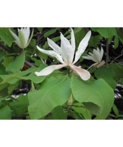 Magnolia parasolowata (łac. Magnolia tripetala)