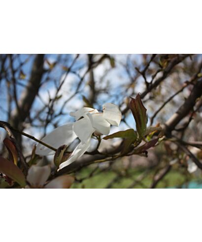 Magnolia wierzbolistna (łac. Magnolia salicifolia)