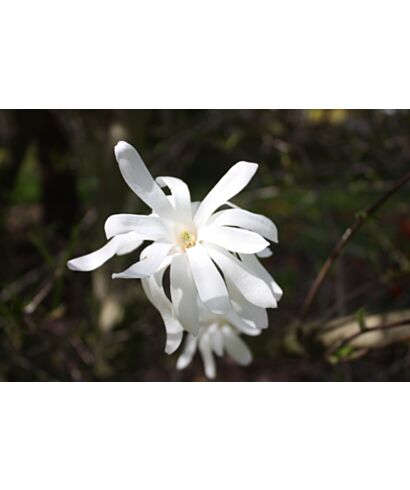 Magnolia gwiaździsta 'Royal Star'