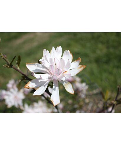 Magnolia gwiaździsta 'Shi banchi Rosea'