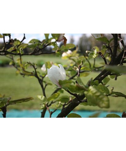 Magnolia naga (łac. Magnolia denudata)