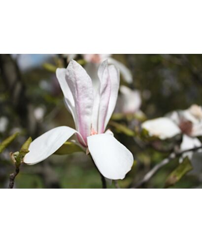 Magnolia  'Pink Glory'
