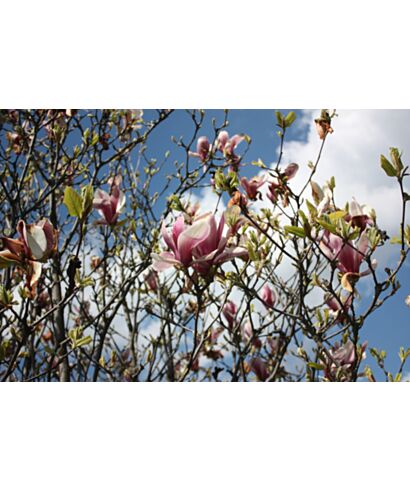 Magnolia Soulange'a   'Rustica Rubra' (łac. Magnolia soulangeana)
