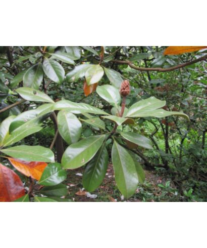 Magnolia wielkokwiatowa 'Tulsa'  (łac. Magnolia grandiflora)