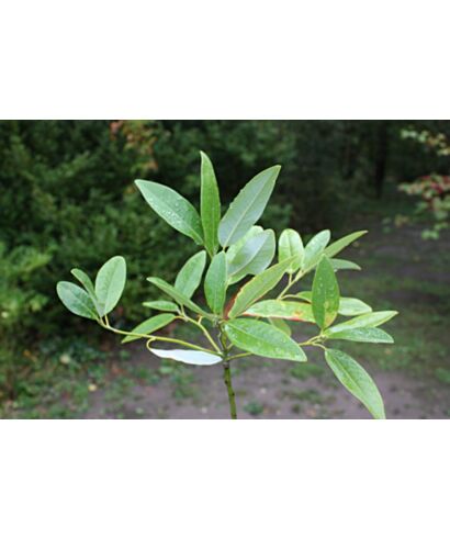 Magnolia wirginijska (łac. Magnolia virginiana)