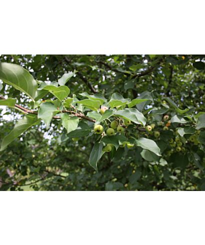 Jabłoń azjatycka odm. Wrighta (łac. Malus asiatica var.)