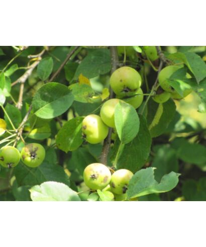 Jabłoń (Malus pulchela) (łac. Malus pulchela)