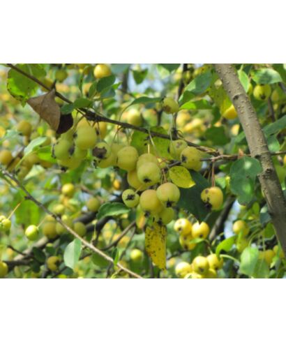 Jabłoń (Malus robusta 'Fructolutea') (łac. Malus robusta)