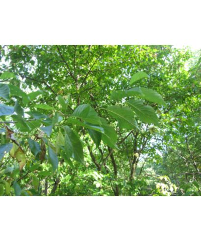 Olsza paradna (łac. Alnus trabeculosa)