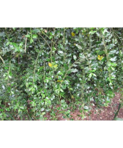 Ostrokrzew kolczasty 'Pendula'  (łac. Ilex aquifolium)