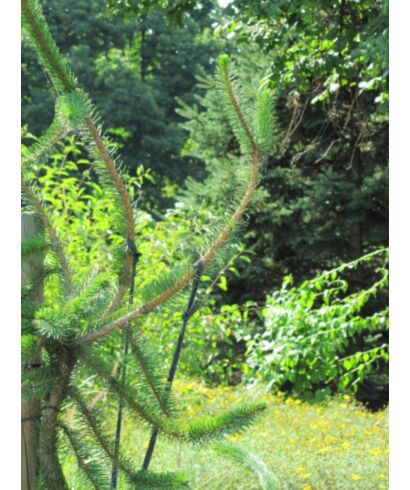 Świerk pospolity 'Cranstonii' (łac. Picea abies)