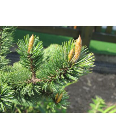Sosna oścista (łac. Pinus aristata)