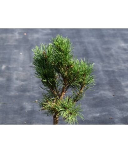 Sosna wydmowa  'Pendula' (łac. Pinus contorta)