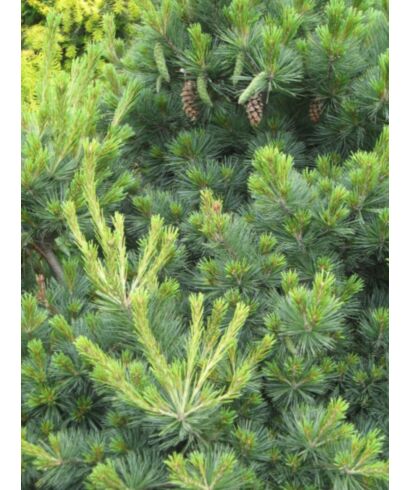 Sosna giętka 'Pygmaea' (łac. Pinus flexilis)