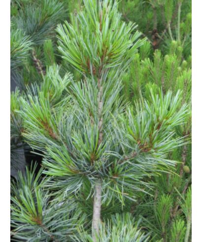 Sosna Koreańska 'Silver Ray' (łac. Pinus koraiensis)
