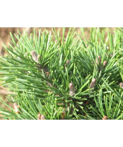 Sosna górska 'Benjamin' (łac. Pinus mugo)