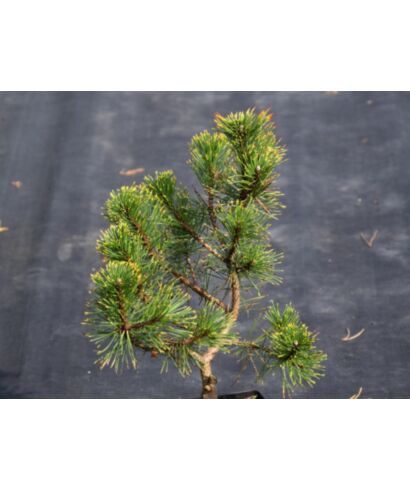 Sosna górska 'Globosa Hesse' (łac. Pinus mugo)