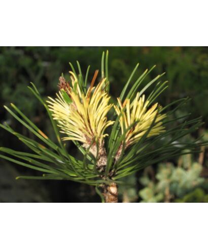 Sosna górska 'Kokarde' (łac. Pinus mugo)