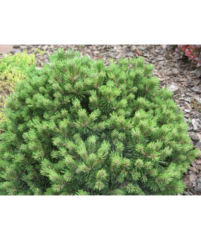 Sosna górska 'Lilliput' (łac. Pinus mugo)