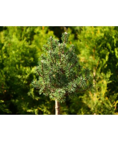 Sosna górska 'Fritsche' (łac. Pinus mugo)