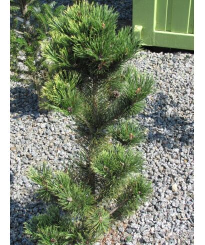 Sosna górska 'Pal Maleter' (łac. Pinus mugo)