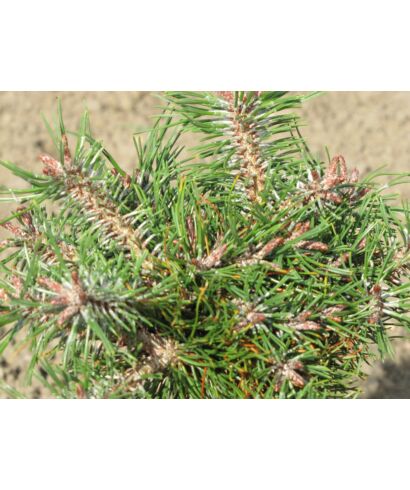 Sosna górska 'Paradekissen' (łac. Pinus mugo)