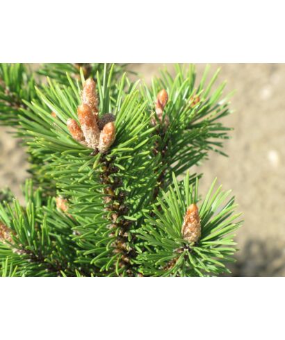 Sosna górska 'Peterle' (łac. Pinus mugo)
