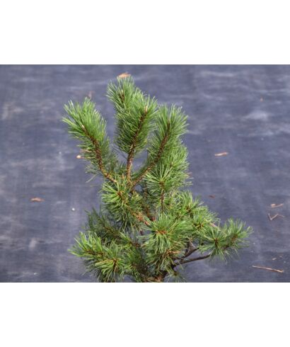 Sosna górska 'Mira' (łac. Pinus mugo)