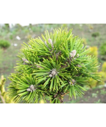 Sosna górska 'Sulden' (łac. Pinus mugo)
