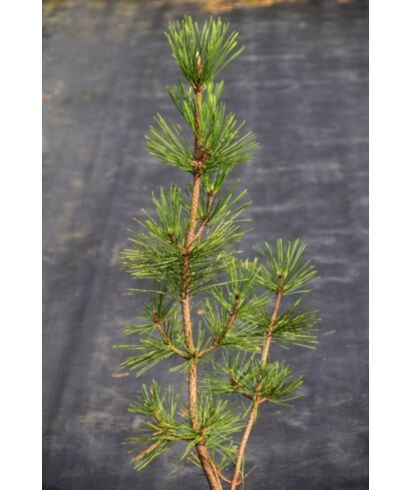 Sosna czarna 'Pinc' (łac. Pinus nigra)