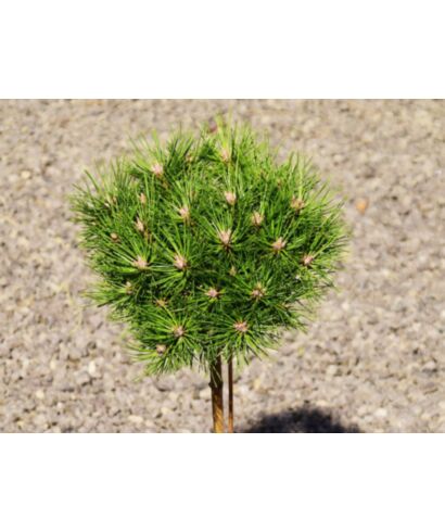 Sosna czarna 'Nana Globe' (łac. Pinus nigra)