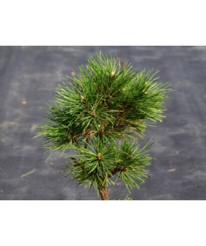 Sosna czarna 'Pinc' (łac. Pinus nigra)