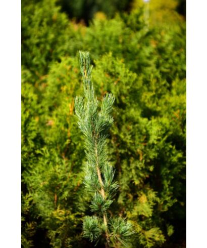 Sosna drobnokwiatowa 'Helli' (łac. Pinus parviflora 'Helli')