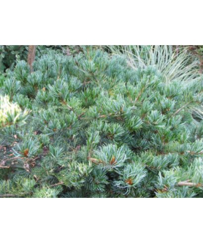 Sosna drobnokwiatowa 'Kokuho' (łac. Pinus parviflora)