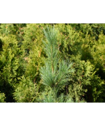 Sosna rumelijska 'Mini' (łac. Pinus peuce)