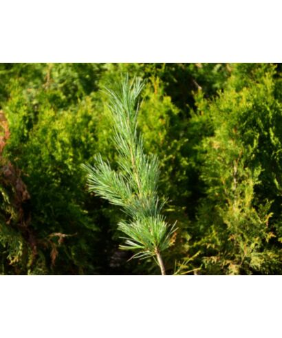 Sosna karłowa 'Jeddeloh' (łac. Pinus pumila)