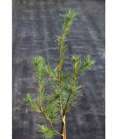 Sosna wejmutka 'Edel' (łac. Pinus strobus)