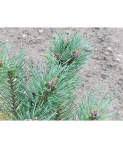Sosna pospolita 'Nana Hibernica' (łac. Pinus sylvestris)