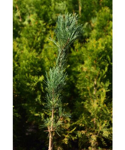 Sosna pospolita (łac. Pinus sylvestris)