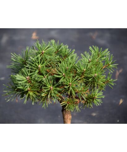 Sosna hakowata 'Zernez'  (łac. Pinus uncinata )