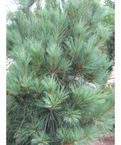 Sosna himalajska 'Densa Hill' (łac. Pinus wallichiana)