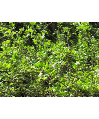 Porzeczka połyskująca  (łac. Ribes divaricatum)