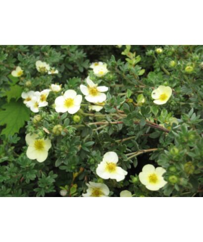 Pięciornik krzewiasty  'Primrose Beauty' (łac. Potentilla fruticosa)