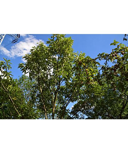 Dąb kasztanolistny (łac. Quercus castaneifolia)